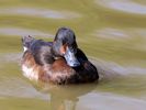 Baer's Pochard (WWT Slimbridge April 2013) - pic by Nigel Key